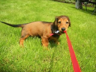 Chodz�ca s�odycz